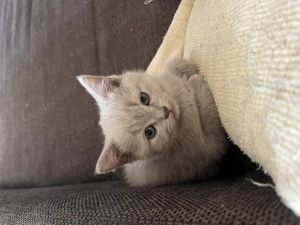 Pui de pisica british shorthair blue si lila - imagine 2