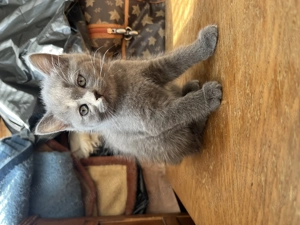 Pui de pisica british shorthair blue si lila - imagine 4
