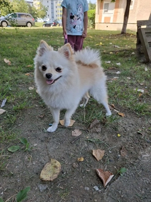 Pomeranian 1an si 3luni - imagine 3