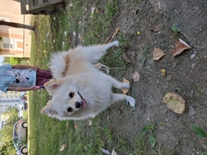 Pomeranian 1an si 3luni - imagine 4