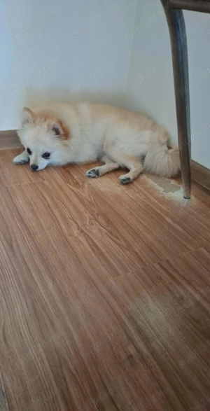Pomeranian 1an si 3luni - imagine 2