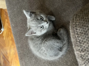 Pisica british shorthair