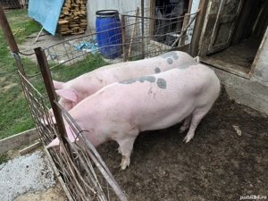 vind doua purcele  - imagine 3 vind doua purcele  - imagine 3