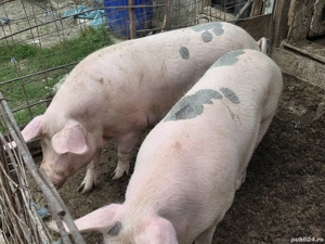 vind doua purcele  - imagine 2 vind doua purcele  - imagine 2