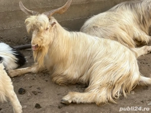 Vând Țapii  - imagine 4