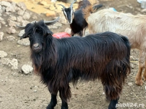 Vând Țapii  - imagine 3