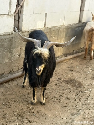 Vând Țapii  - imagine 2