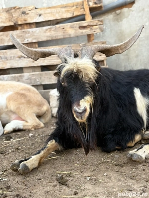 Vând Țapii  - imagine 5