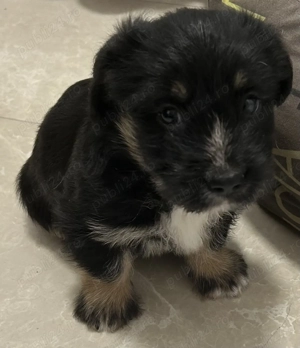 Donez 2 pui de catelusi talie media - imagine 2