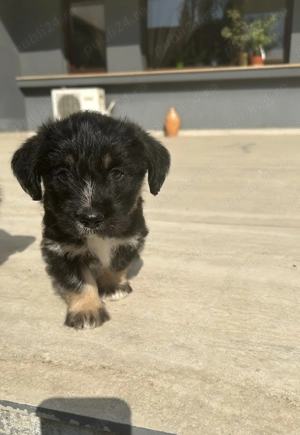 Donez 2 pui de catelusi talie media - imagine 5