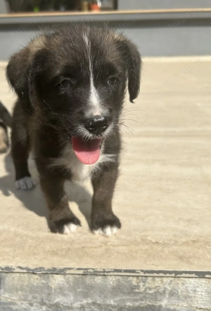 Donez 2 pui de catelusi talie media - imagine 3