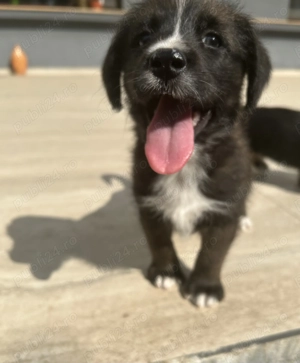 Donez 2 pui de catelusi talie media - imagine 4