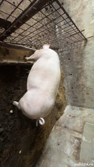 vand porci bazna - imagine 5