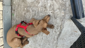 Donez pui catel, 5 luni