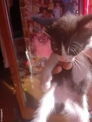 donez pisoi  - imagine 2 donez pisoi  - imagine 2