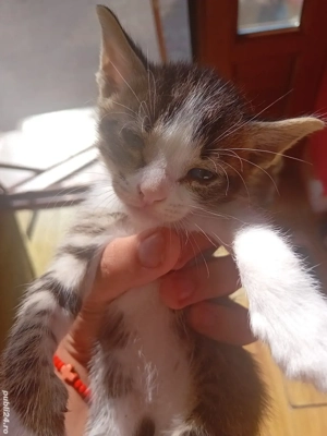 donez pisoi  - imagine 3 donez pisoi  - imagine 3