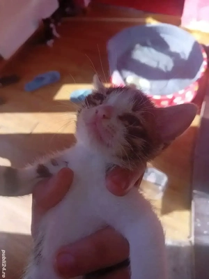 donez pisoi  - imagine 4 donez pisoi  - imagine 4