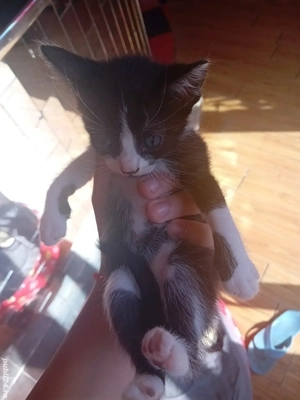 donez pisoi  - imagine 5 donez pisoi  - imagine 5