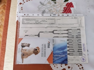 Femelă Ciobănesc de Bucovina  - imagine 5  Femelă Ciobănesc de Bucovina  - imagine 5