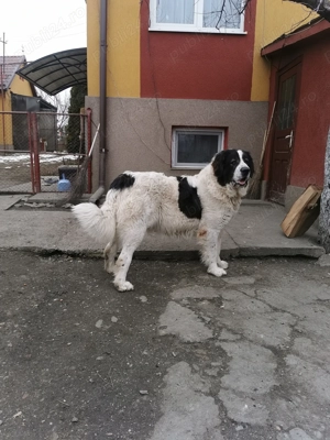  Femelă Ciobănesc de Bucovina 