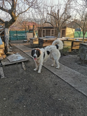 Femelă Ciobănesc de Bucovina  - imagine 4  Femelă Ciobănesc de Bucovina  - imagine 4