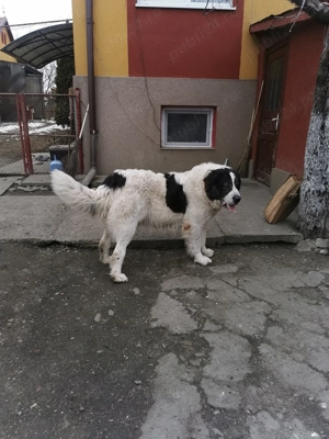 Femelă Ciobănesc de Bucovina  - imagine 3  Femelă Ciobănesc de Bucovina  - imagine 3