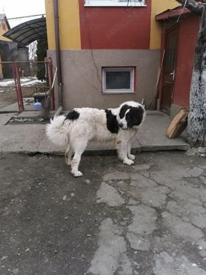 Femelă Ciobănesc de Bucovina  - imagine 2  Femelă Ciobănesc de Bucovina  - imagine 2