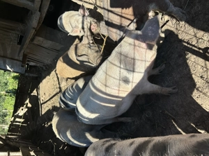 Porci de vânzare  - imagine 3