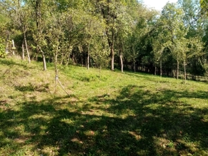 Teren intravilan Comuna Adunati ( Breaza, Prahova - imagine 4