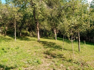 Teren intravilan Comuna Adunati ( Breaza, Prahova - imagine 5