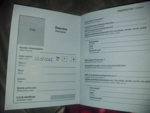 Shih-tzu fetita și baiatel - imagine 4