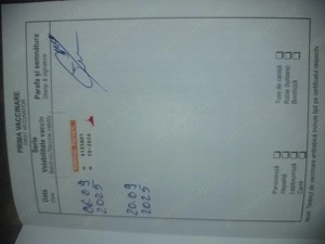 Shih-tzu fetita și baiatel - imagine 3