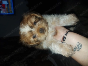 Shih-tzu fetita și baiatel - imagine 2