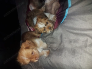 Shih-tzu fetita și baiatel - imagine 5