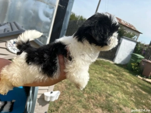 sihtzu dragalasi si jucausi - imagine 2 sihtzu dragalasi si jucausi - imagine 2