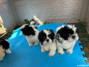 sihtzu dragalasi si jucausi - imagine 3 sihtzu dragalasi si jucausi - imagine 3