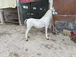 Vand ponei Welsh - imagine 3 Vand ponei Welsh - imagine 3