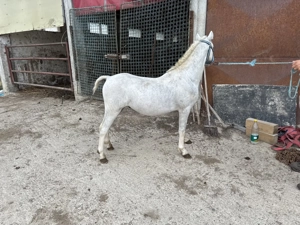 Vand ponei Welsh - imagine 4 Vand ponei Welsh - imagine 4