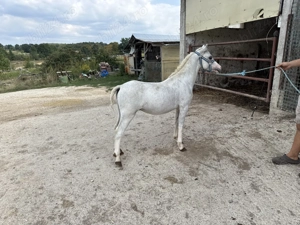 Vand ponei Welsh - imagine 2 Vand ponei Welsh - imagine 2