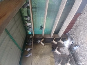 tipleri englez de vânzare  - imagine 2