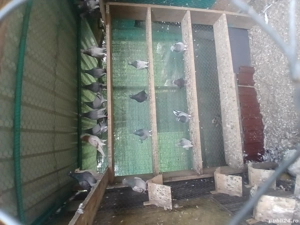 tipleri englez de vânzare  - imagine 4