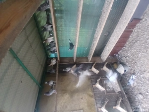 tipleri englez de vânzare  - imagine 3