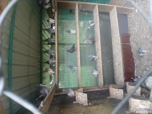 tipleri englez de vânzare  - imagine 5