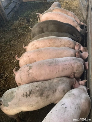 vînd șoldani și porci mari - imagine 2