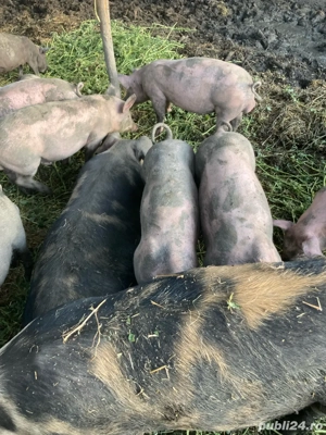 vînd șoldani și porci mari - imagine 4