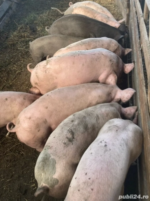 vînd șoldani și porci mari - imagine 3