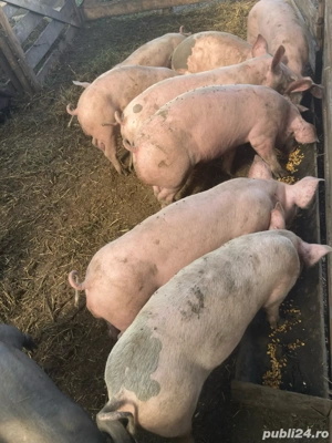 vînd șoldani și porci mari