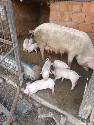 vand scrofa cu purcei