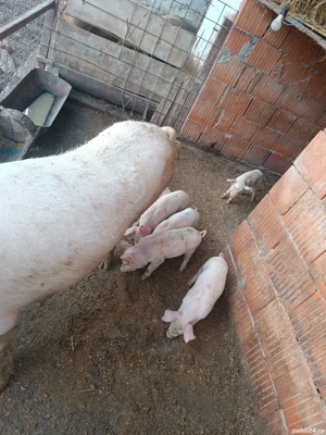 vand scrofa cu purcei - imagine 4 vand scrofa cu purcei - imagine 4