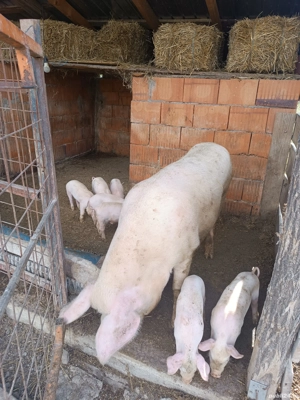 vand scrofa cu purcei - imagine 3 vand scrofa cu purcei - imagine 3